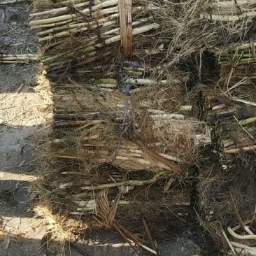 水生植物水生植物，量大优惠，现货供应