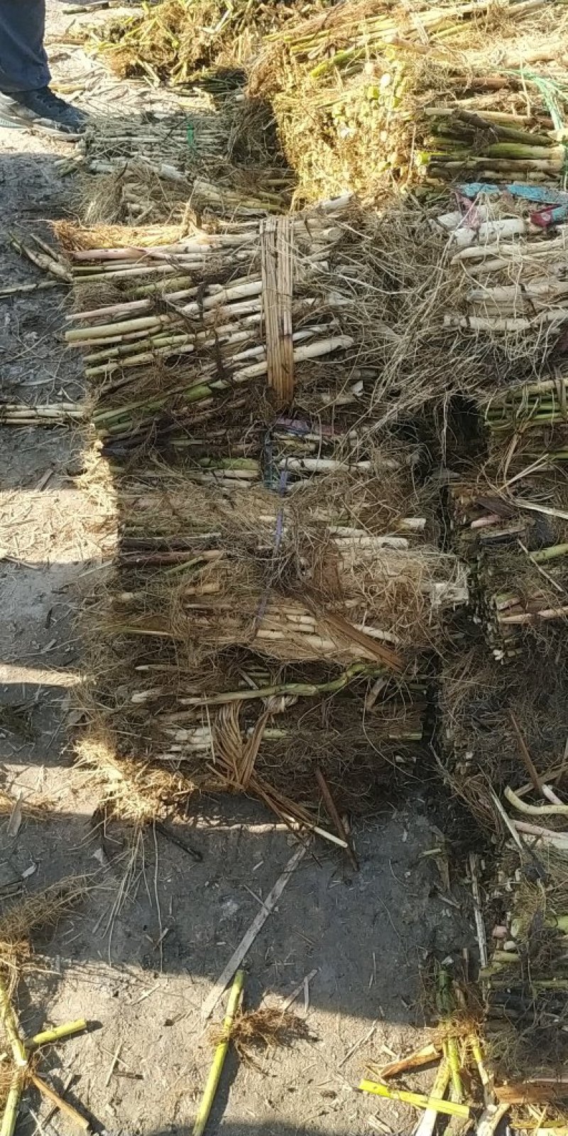 水生植物水生植物，量大优惠，现货供应