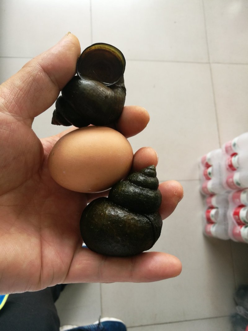 中华圆田螺