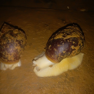 白玉蜗牛