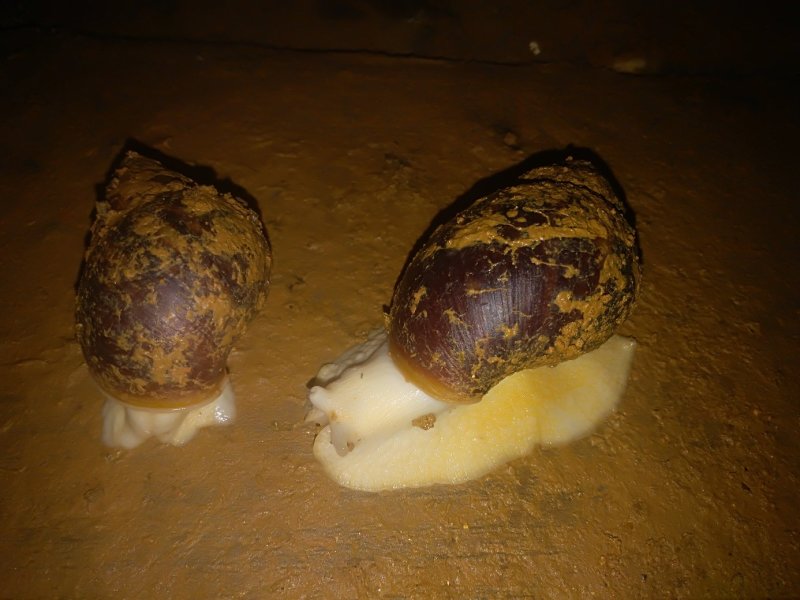 白玉蜗牛