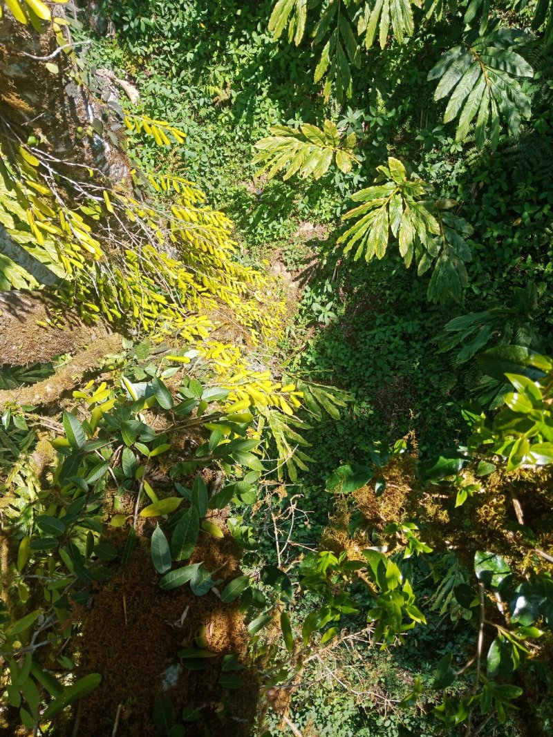 野生型古树茶