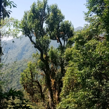 野生型古树茶