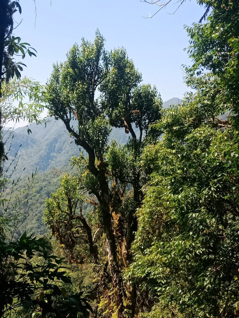 野生型古树茶