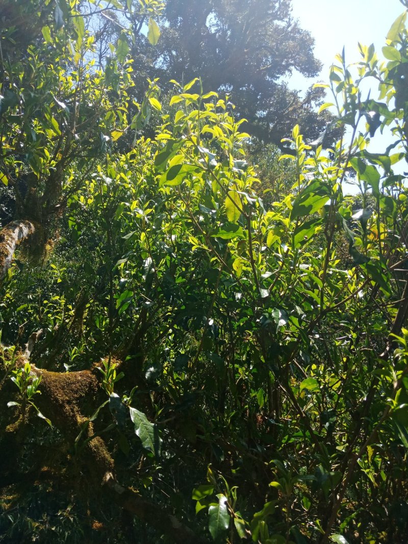 野生型古树茶
