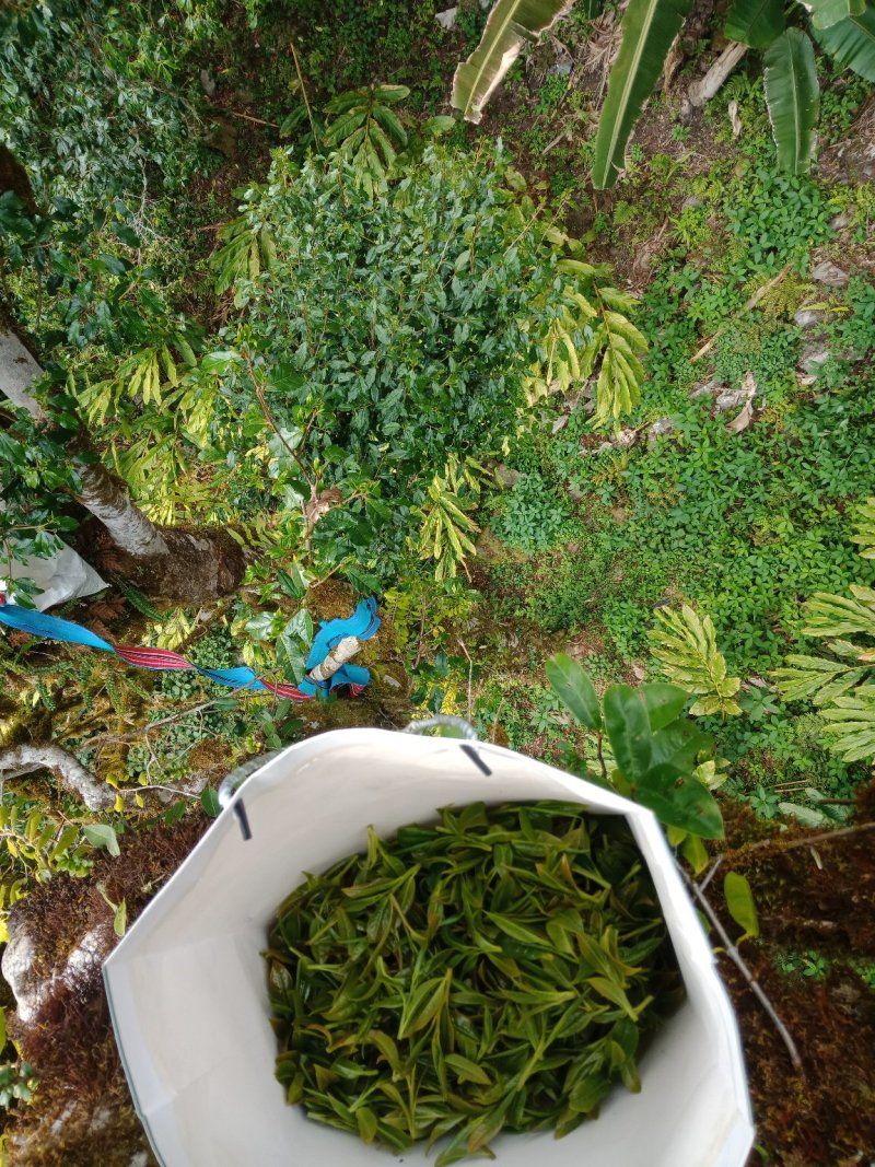 野生型古树茶