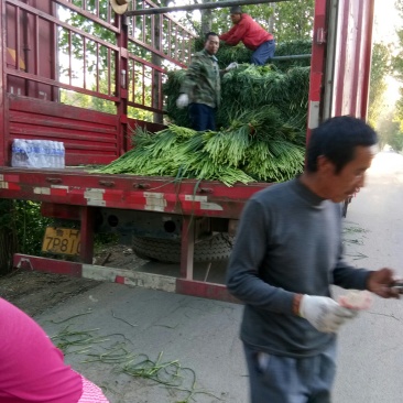 红帽白帽蒜苔！济宁鱼台县，蒜苔大量上市中，苔条鲜绿，