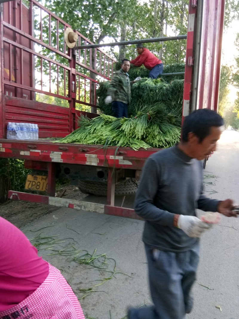 红帽白帽蒜苔！济宁鱼台县，蒜苔大量上市中，苔条鲜绿，