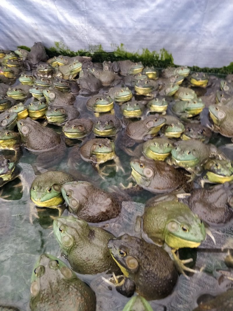 牛蛙苗