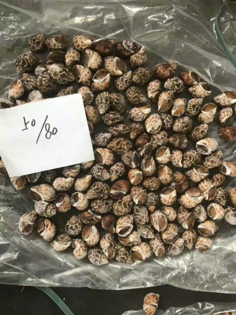 花螺，钉螺，海锥螺，青螺，厂家直销，欢迎垂询
