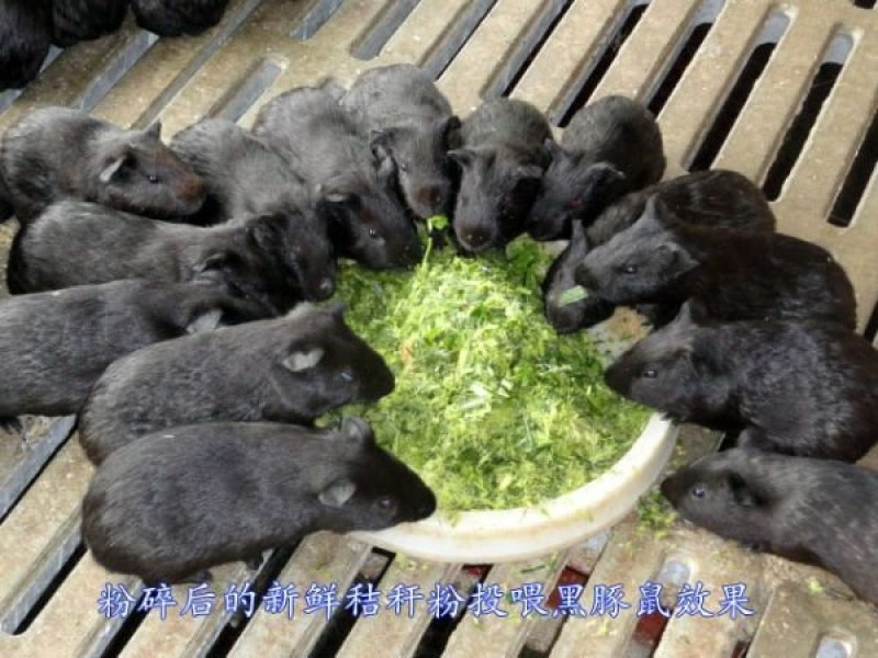 高丹草种子高产牧草适口性好可货到付款
