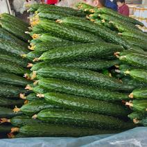 优质绿条黄瓜。山东省主产地，量大价格，品种齐全。