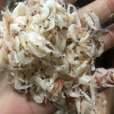 虾皮