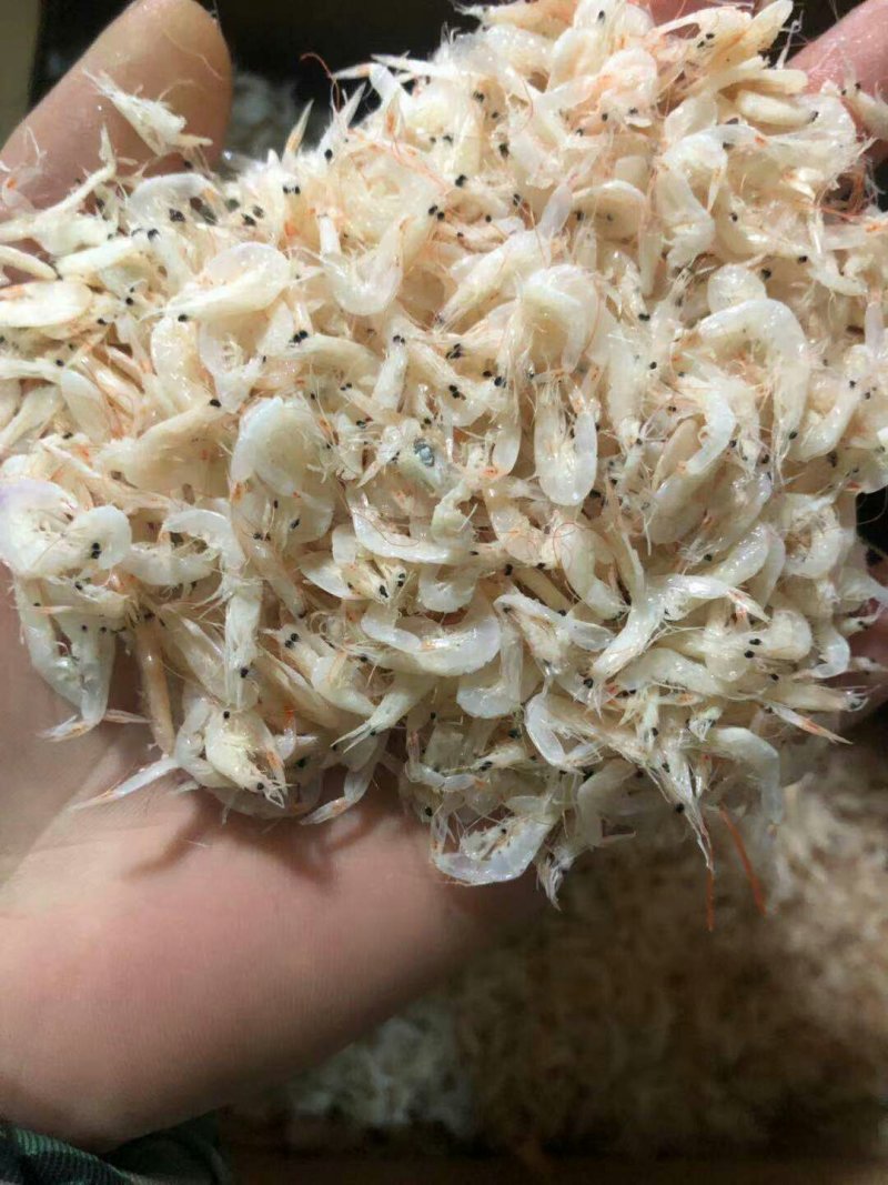虾皮