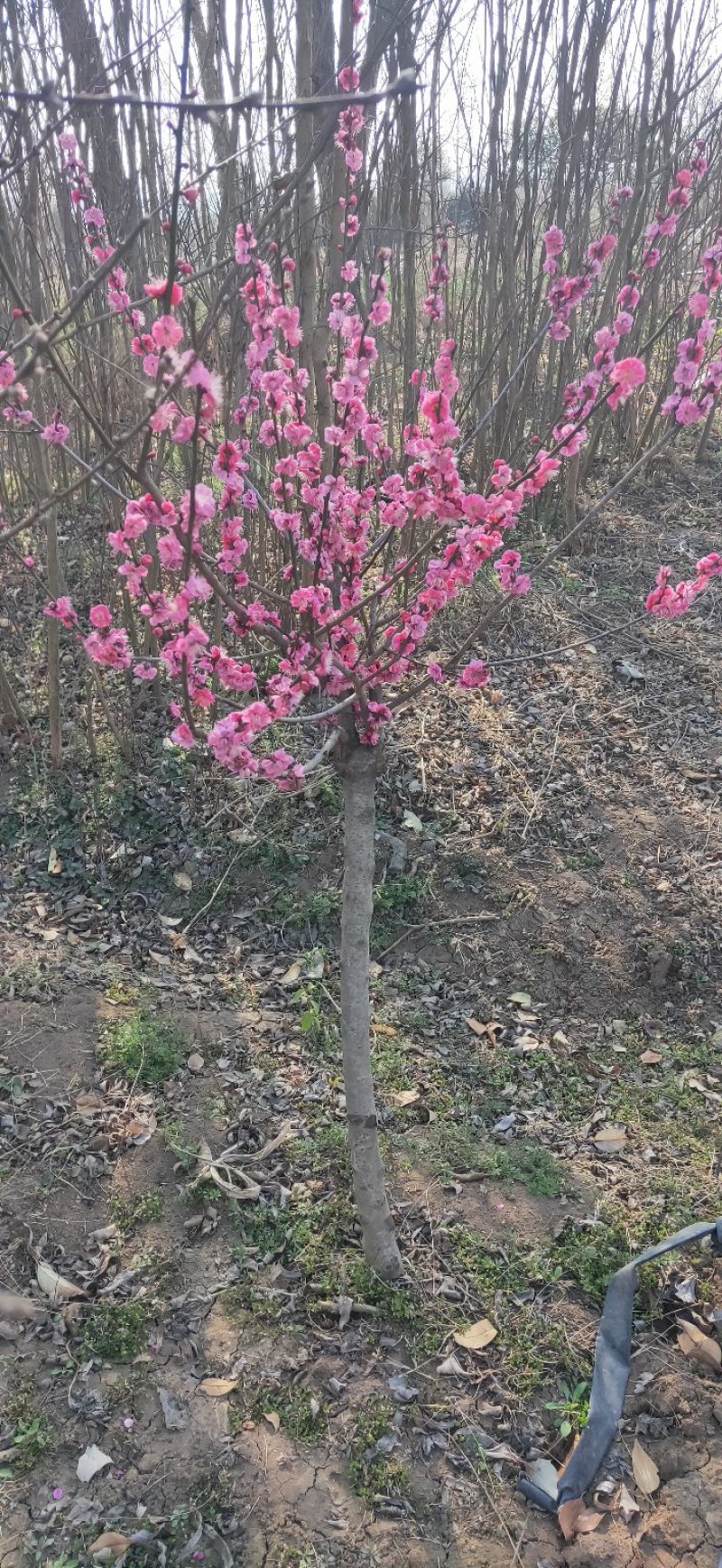 绿化苗木，红梅，绿梅，榆叶梅，各种梅花