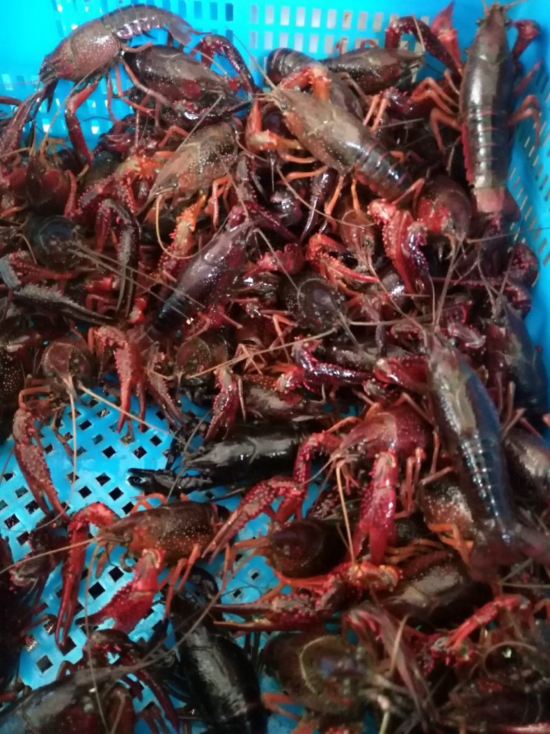 小龙虾虾苗，种虾，优质淡水小龙虾！！！！！！！！！