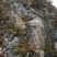野生岩蜜（中缅边境，海拔1800米以上）