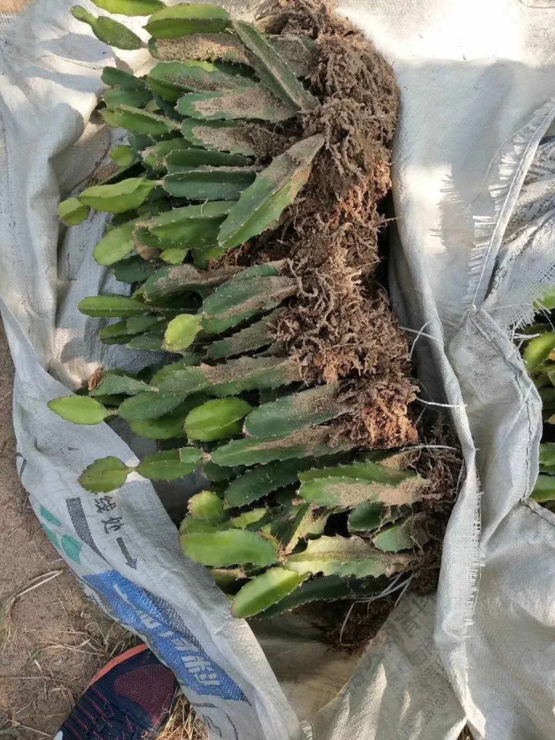 红心火龙果苗基地直销，欢迎前来考察，提供技术指导
