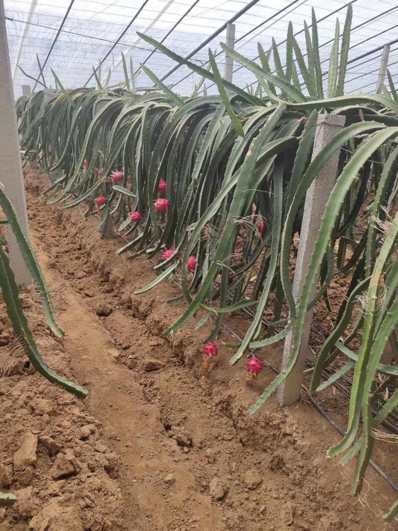 红心火龙果苗基地直销，欢迎前来考察，提供技术指导