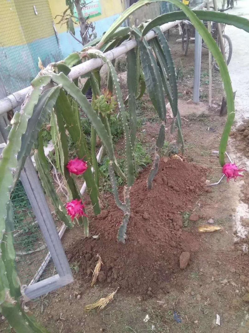 红心火龙果苗基地直销，欢迎前来考察，提供技术指导