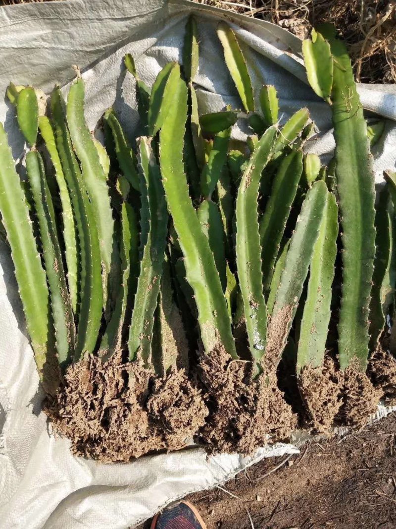 红心火龙果苗基地直销，欢迎前来考察，提供技术指导
