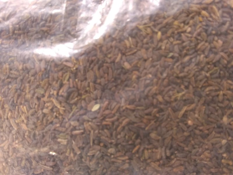 柴胡种子
