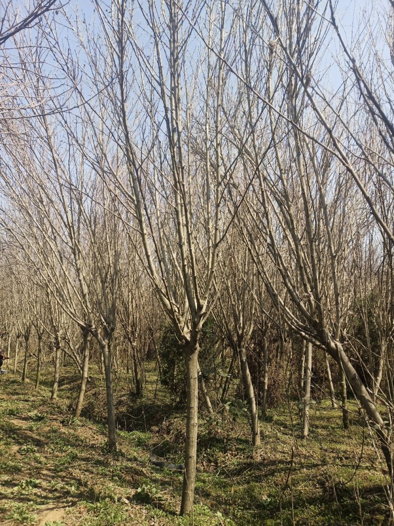 绿化工程苗木槿行道树