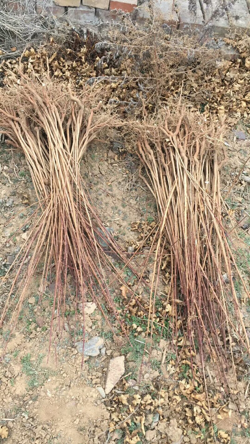 五角枫小苗1--3年苗，各种规格的定植苗，占地苗！
