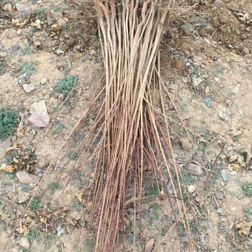 五角枫小苗1--3年苗，各种规格的定植苗，占地苗！