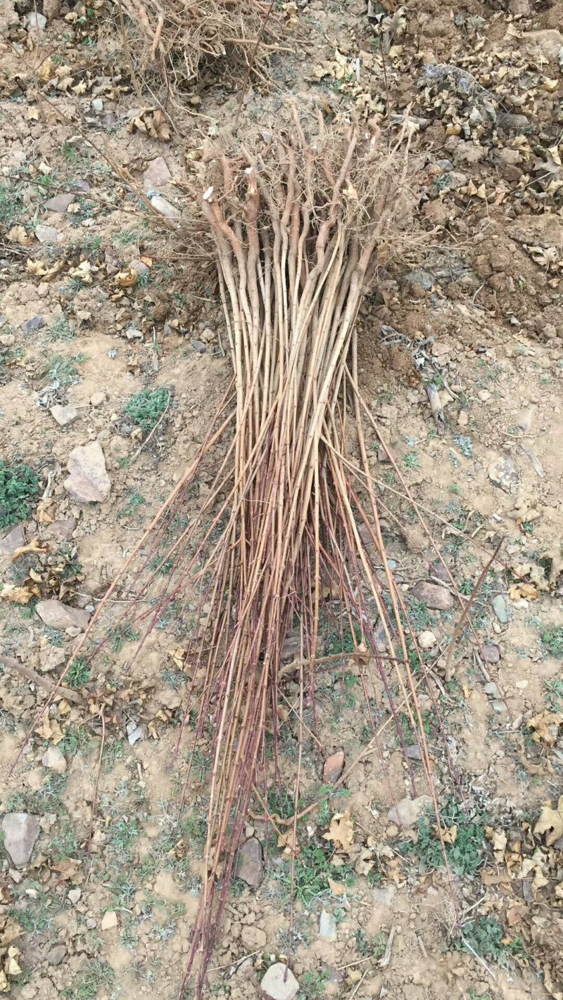 五角枫小苗1--3年苗，各种规格的定植苗，占地苗！