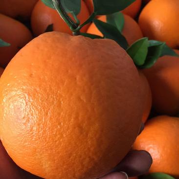 湖北秭归纽荷尔早熟甜橙品种齐全自家果园看货装货无任何费用