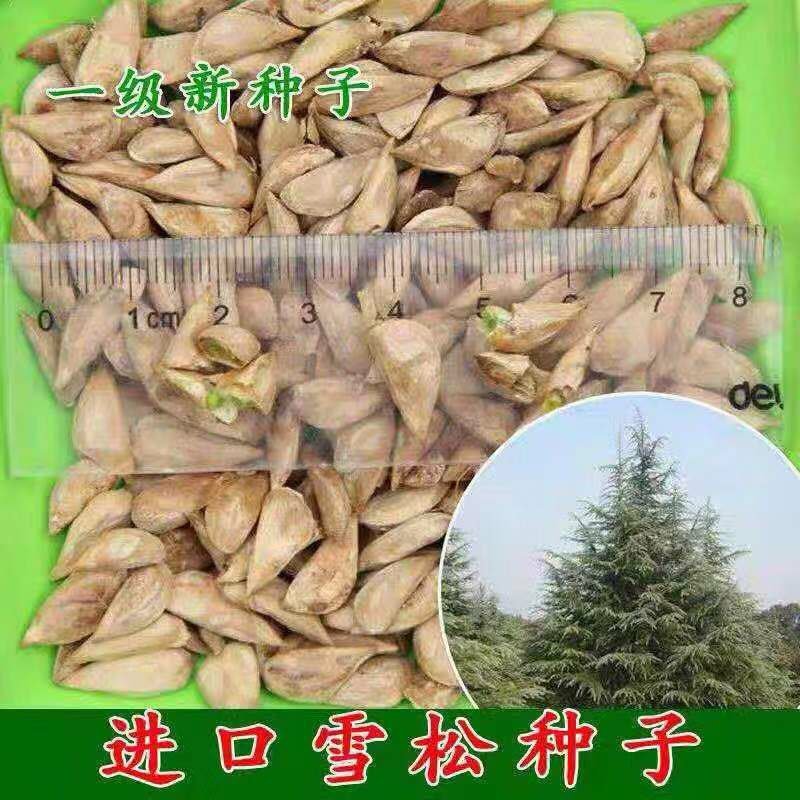 进口雪松种子印度雪松发芽率高新采摘包邮