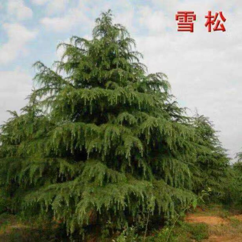 进口雪松种子印度雪松发芽率高新采摘包邮