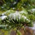 进口雪松种子印度雪松发芽率高新采摘包邮