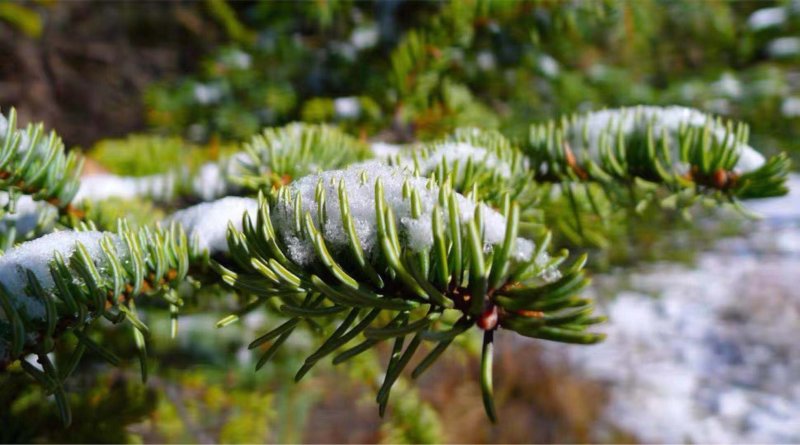 进口雪松种子印度雪松发芽率高新采摘包邮