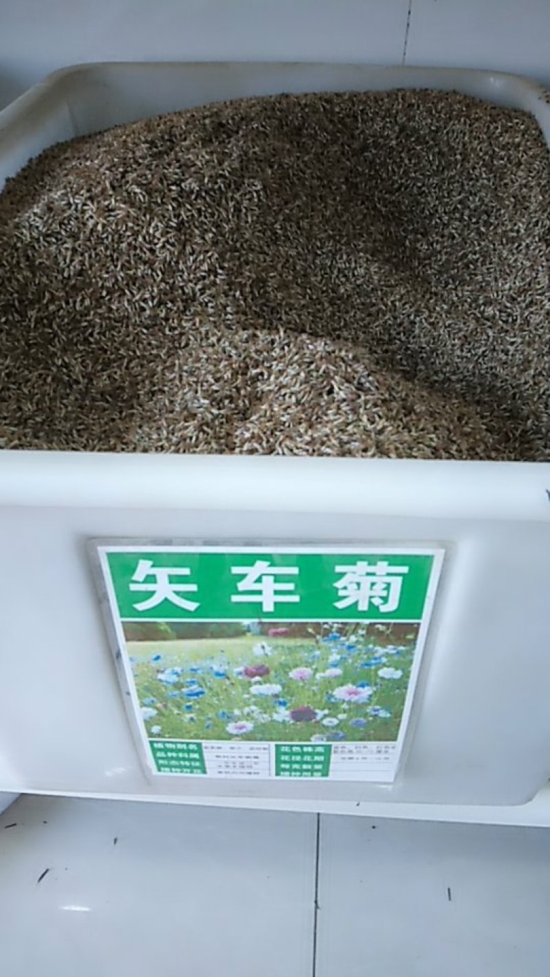 矢车菊种子多年生净籽高发芽率