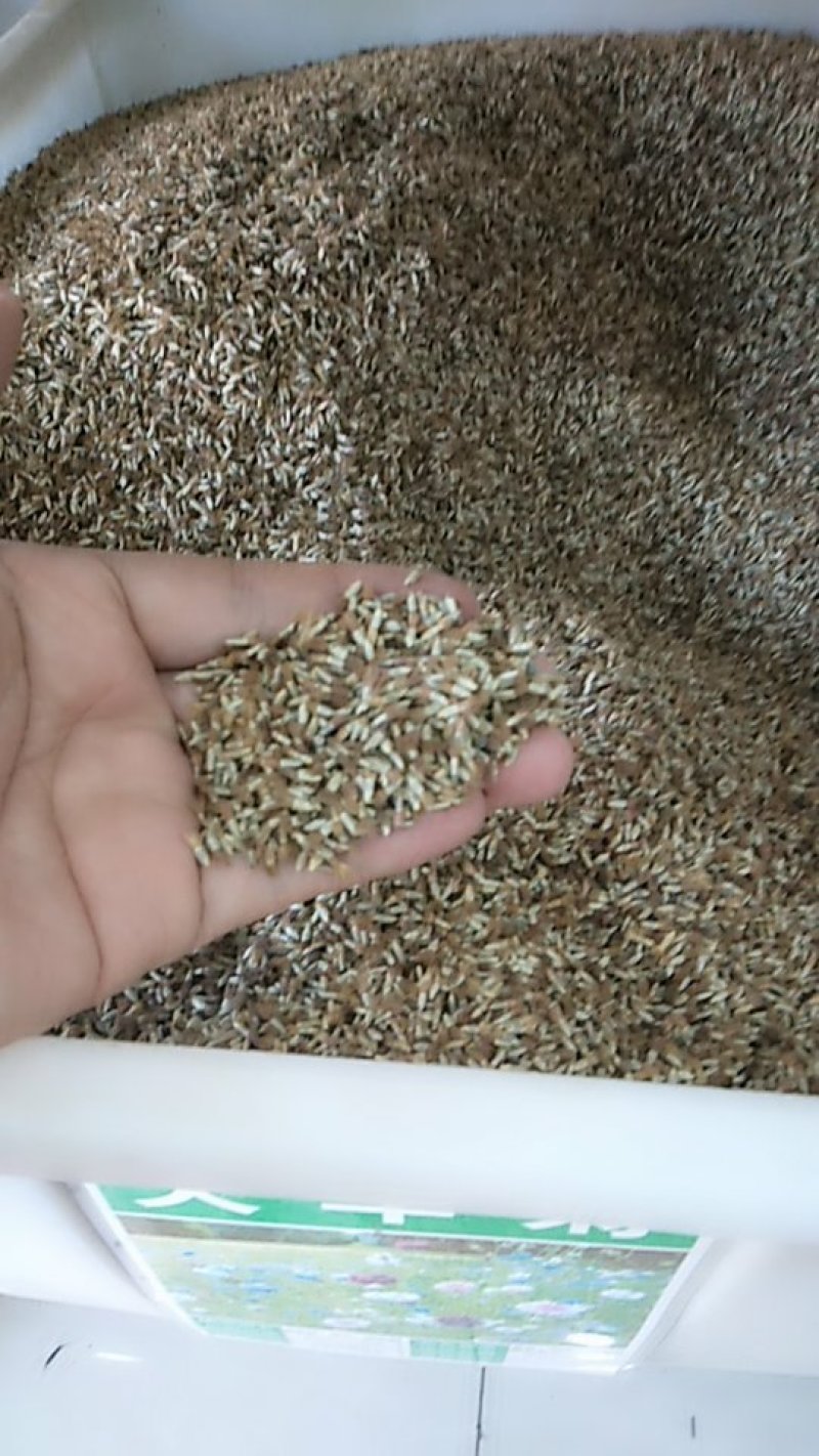 矢车菊种子多年生净籽高发芽率