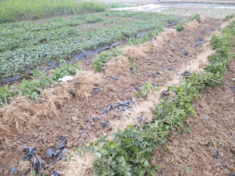 大量批发茉莉花苗1年苗，质量好根系多修剪后发货