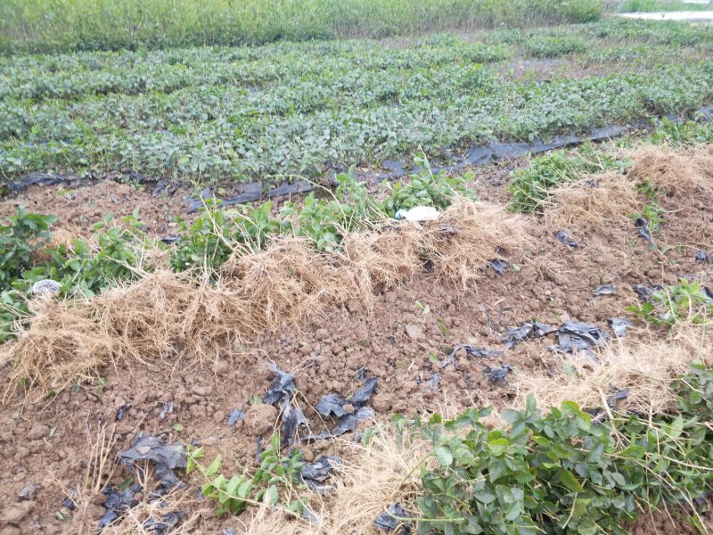 大量批发茉莉花苗1年苗，质量好根系多修剪后发货