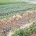 大量批发茉莉花苗1年苗，质量好根系多修剪后发货