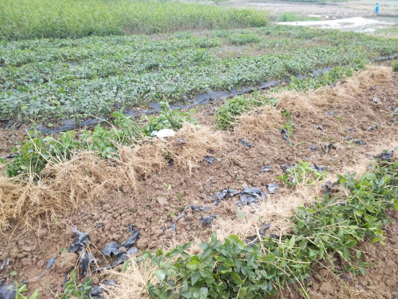 大量批发茉莉花苗1年苗，质量好根系多修剪后发货
