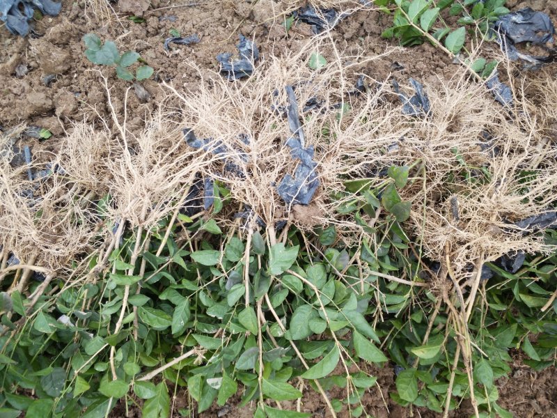 大量批发茉莉花苗1年苗，质量好根系多修剪后发货
