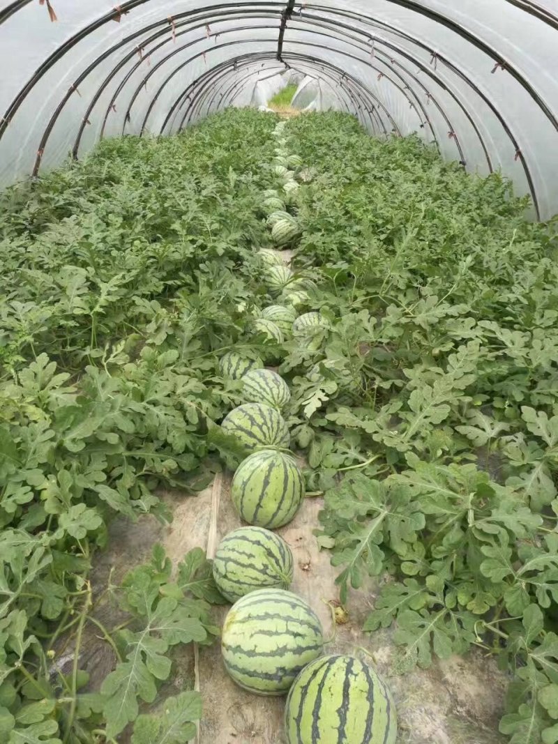 麒麟西瓜