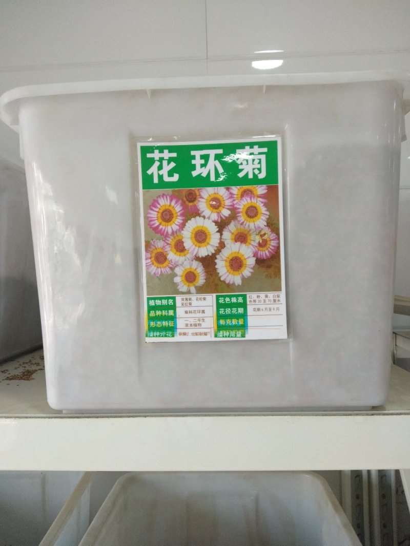花环菊种子四季播易种易活花籽庭院花草包邮