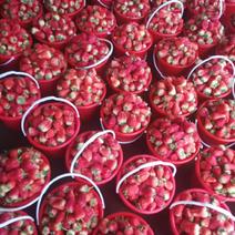 甜查理草莓🍓大量上市中