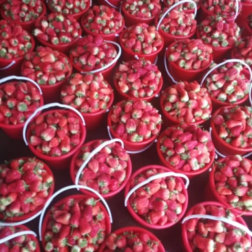 甜查理草莓🍓大量上市中