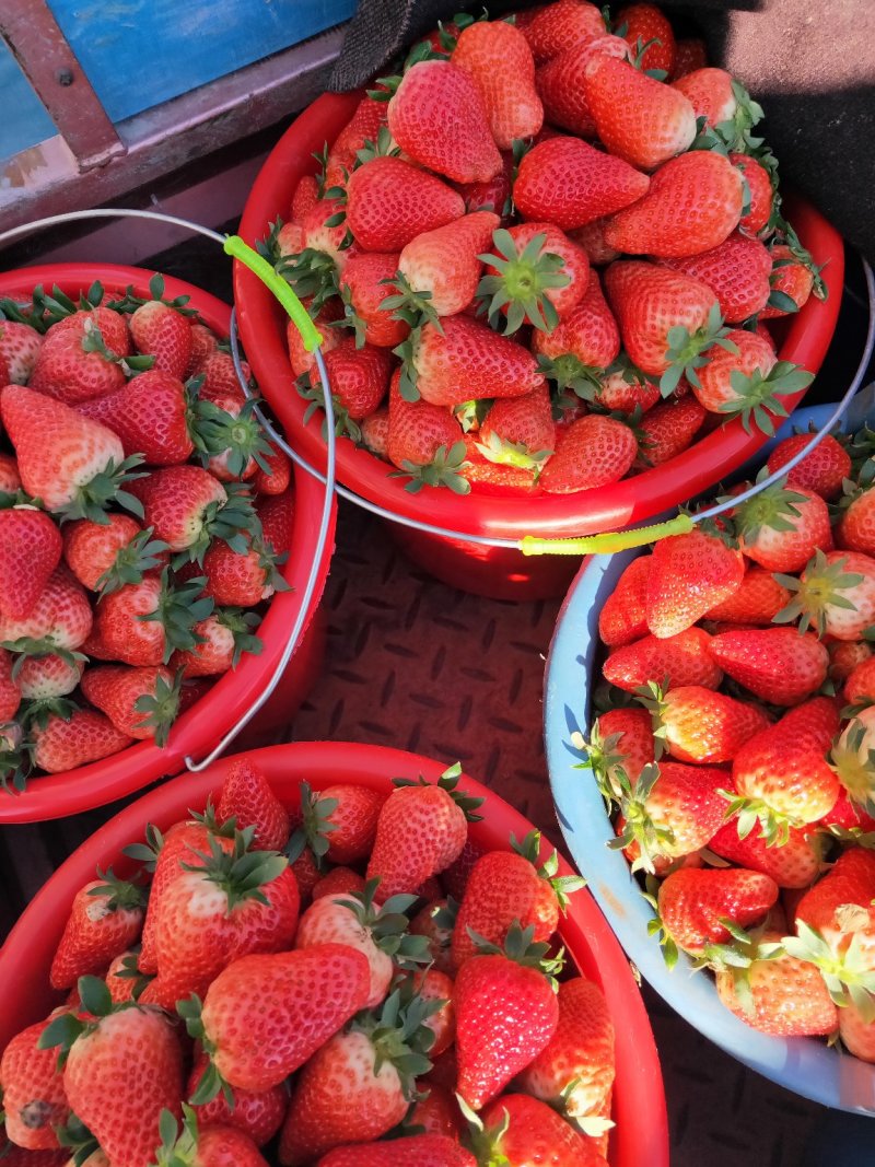 甜查理草莓🍓大量上市中