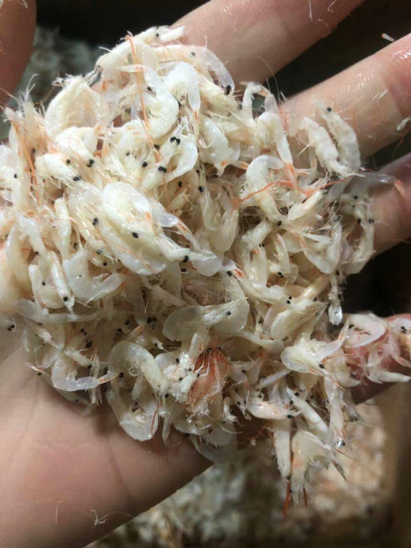 虾皮大