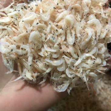 虾皮小