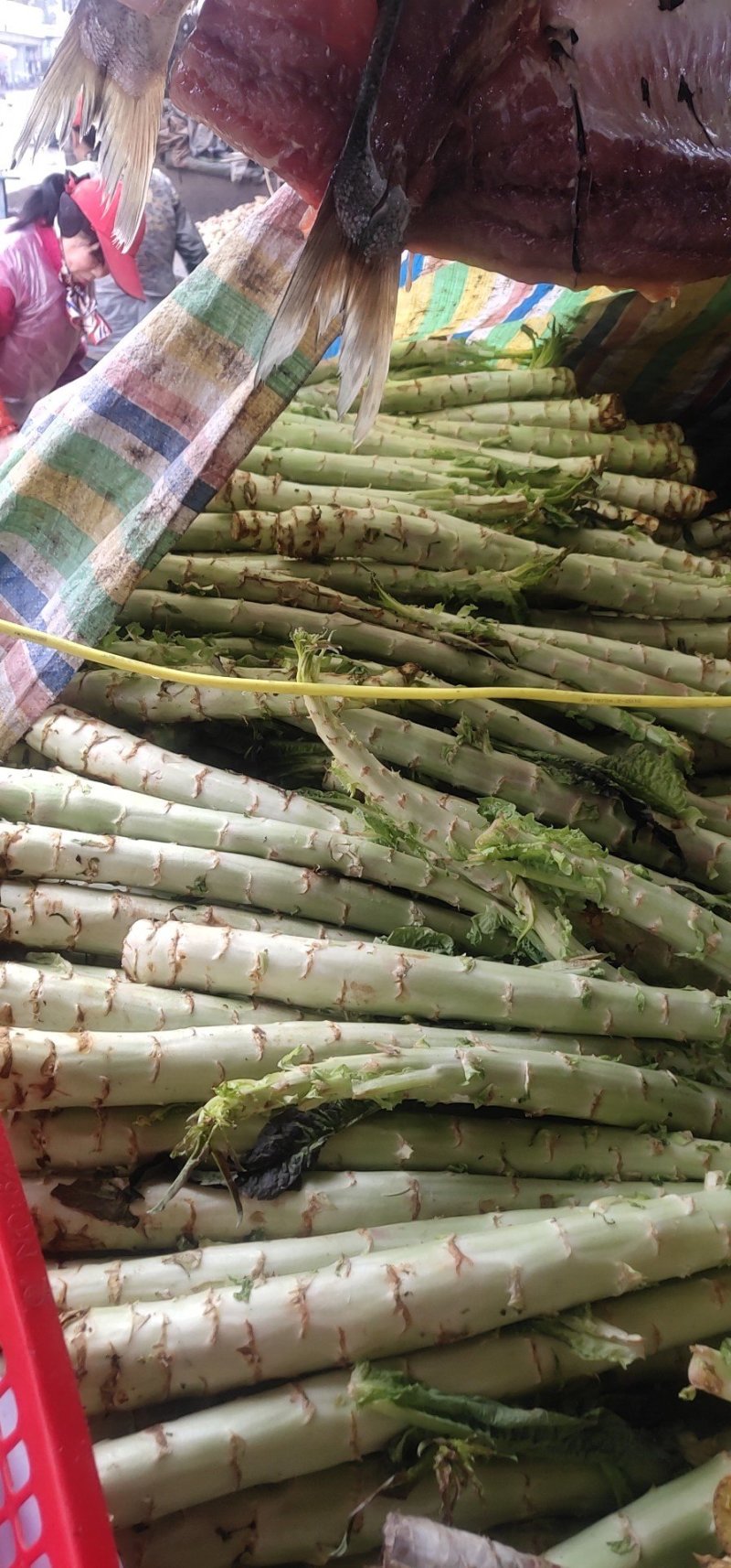 大量收购光杆